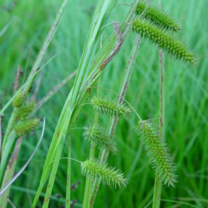 Carex-psudocyperus-cyperus-sedge