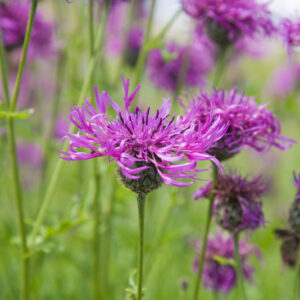 common knapweed, Centaurea nigra