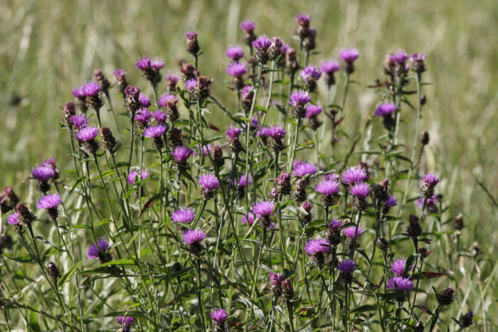 Black knapweed Centaurea nigra hardheads