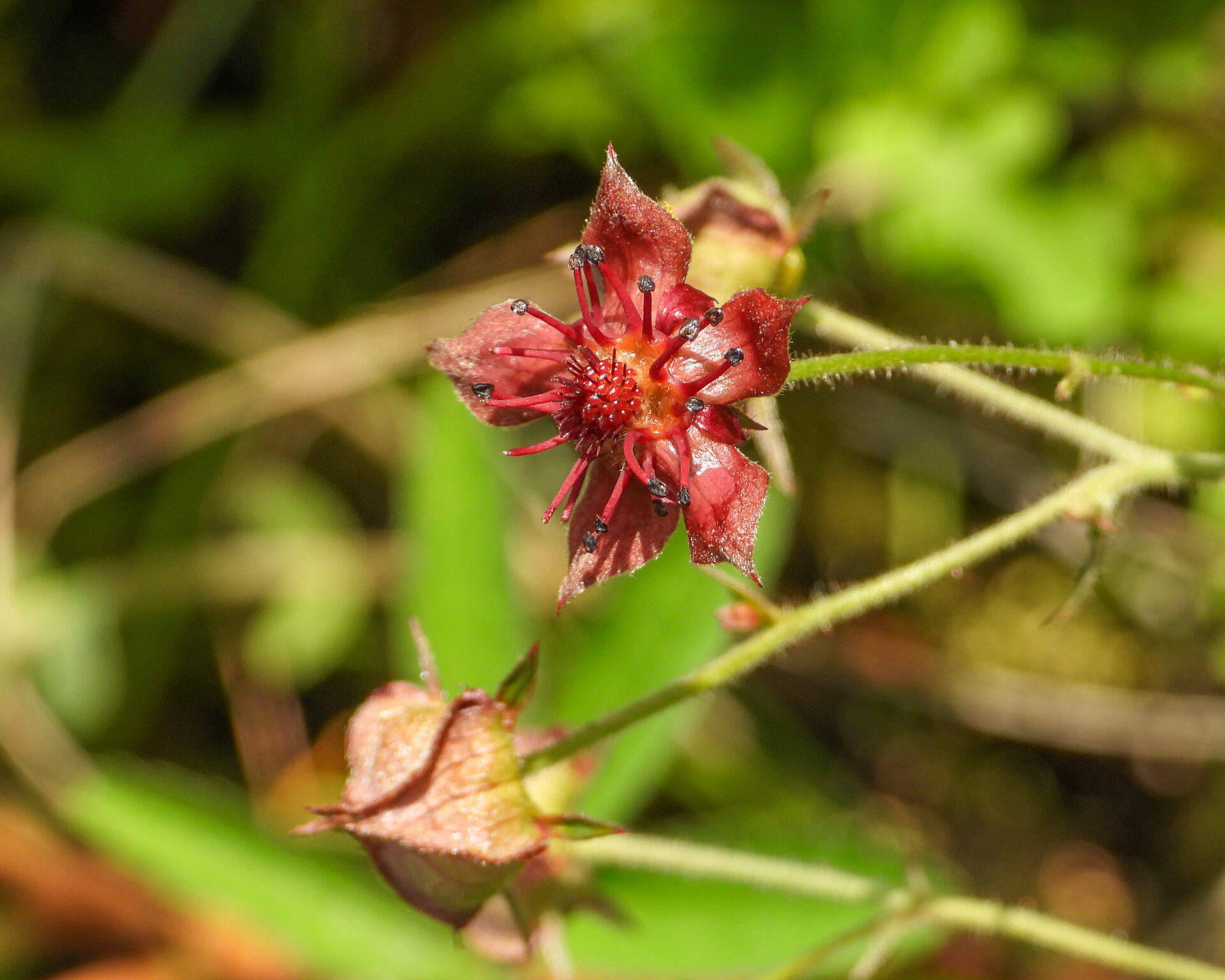 Comarum palustre (Marsh Cinquefoil) Native North American Wetland Wildflower