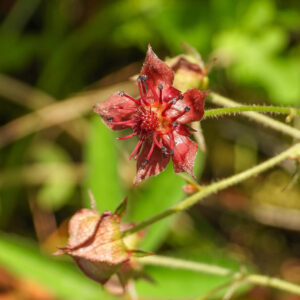 Comarum palustre (Marsh Cinquefoil) Native North American Wetland Wildflower