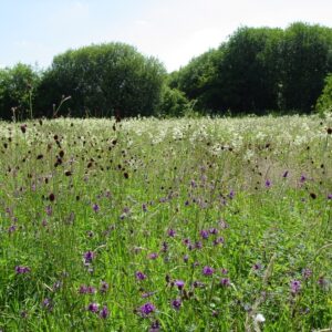 Country-Meadow-Wildflower-Mix