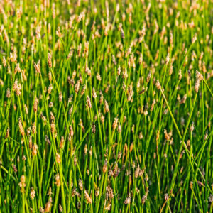 glade overgrown with eleocharis palustris