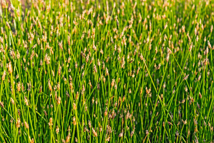 glade overgrown with eleocharis palustris