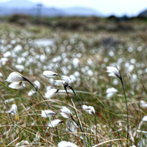 Cotton Grass