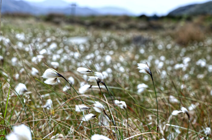 Cotton Grass