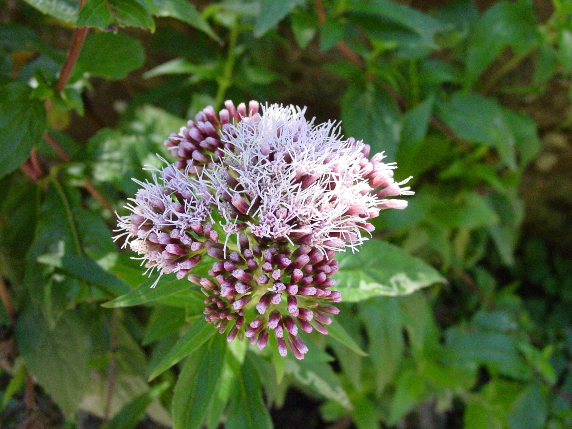 Eupatorium-cannabinium-Hemp-Agrimony