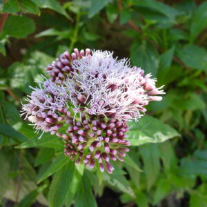 Eupatorium-cannabinium-Hemp-Agrimony