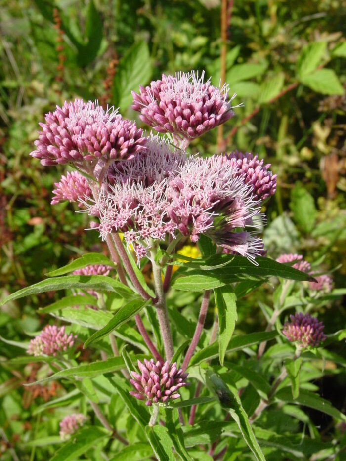 Eupatorium-cannabinium-Hemp-Agrimony