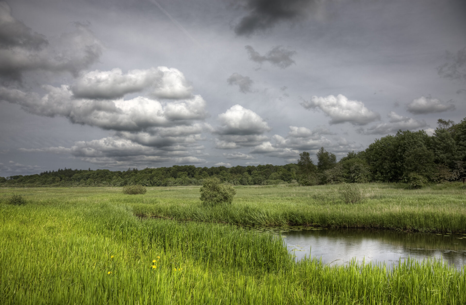 Darks Skies Over Marshy Grassland