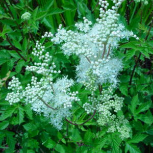 Filapendula-ulmaria-meadowsweet