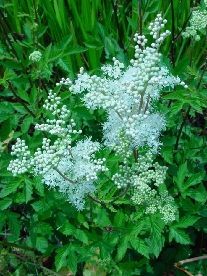 Filapendula-ulmaria-meadowsweet