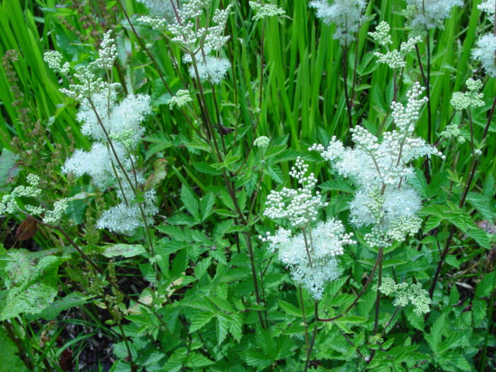 Filapendula-ulmaria-meadowsweet