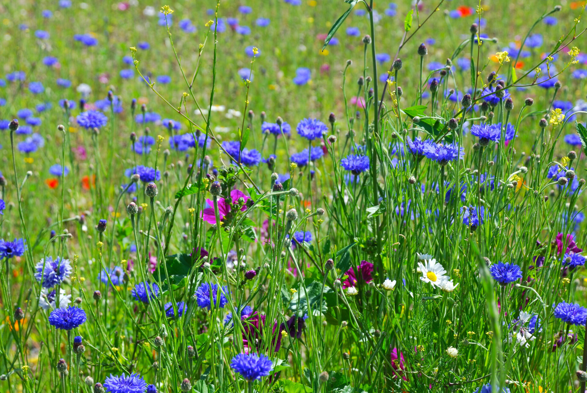 Wildflowers in summer meadow
