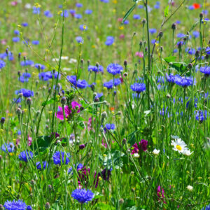 Wildflowers in summer meadow