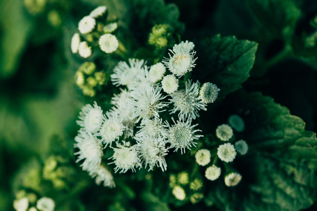 Galium saxatile white inflorescence close-up