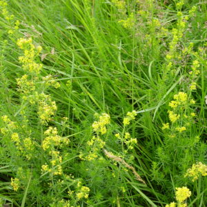 Gallium-verum-ladies-bedstraw