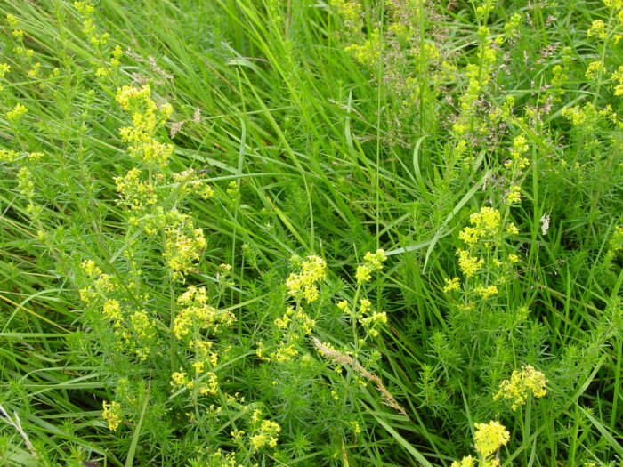 Gallium-verum-ladies-bedstraw