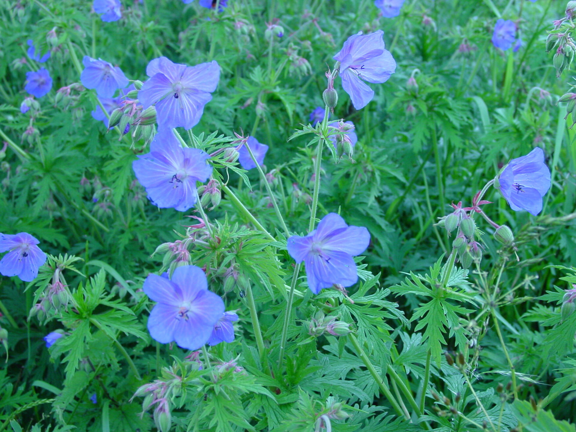 Geranium-pratense-field-geranium