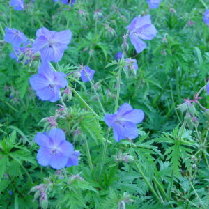 Geranium-pratense-field-geranium