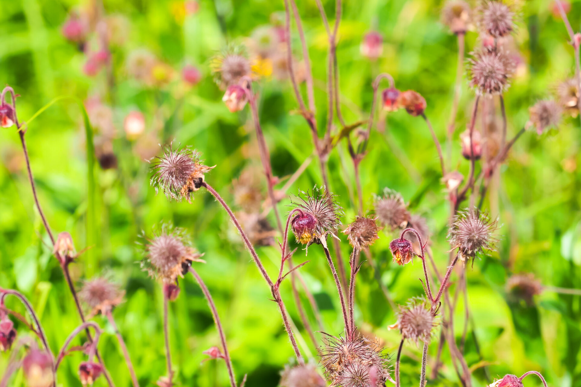 Pink flowers and seeds on the meadow, geum rivale plant or water avens