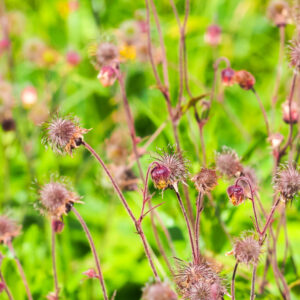 Pink flowers and seeds on the meadow, geum rivale plant or water avens