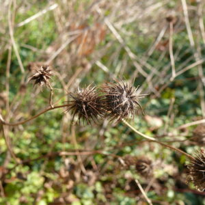 Geum-urbanum-wood-avens