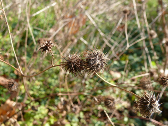 Geum-urbanum-wood-avens