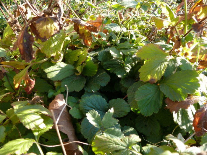 Geum-urbanum-wood-avens