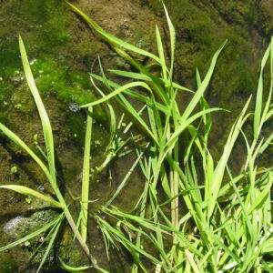 Glyceria-fluitans-floating-sweet-grass