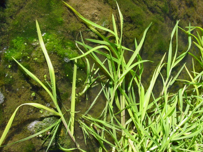 Glyceria-fluitans-floating-sweet-grass