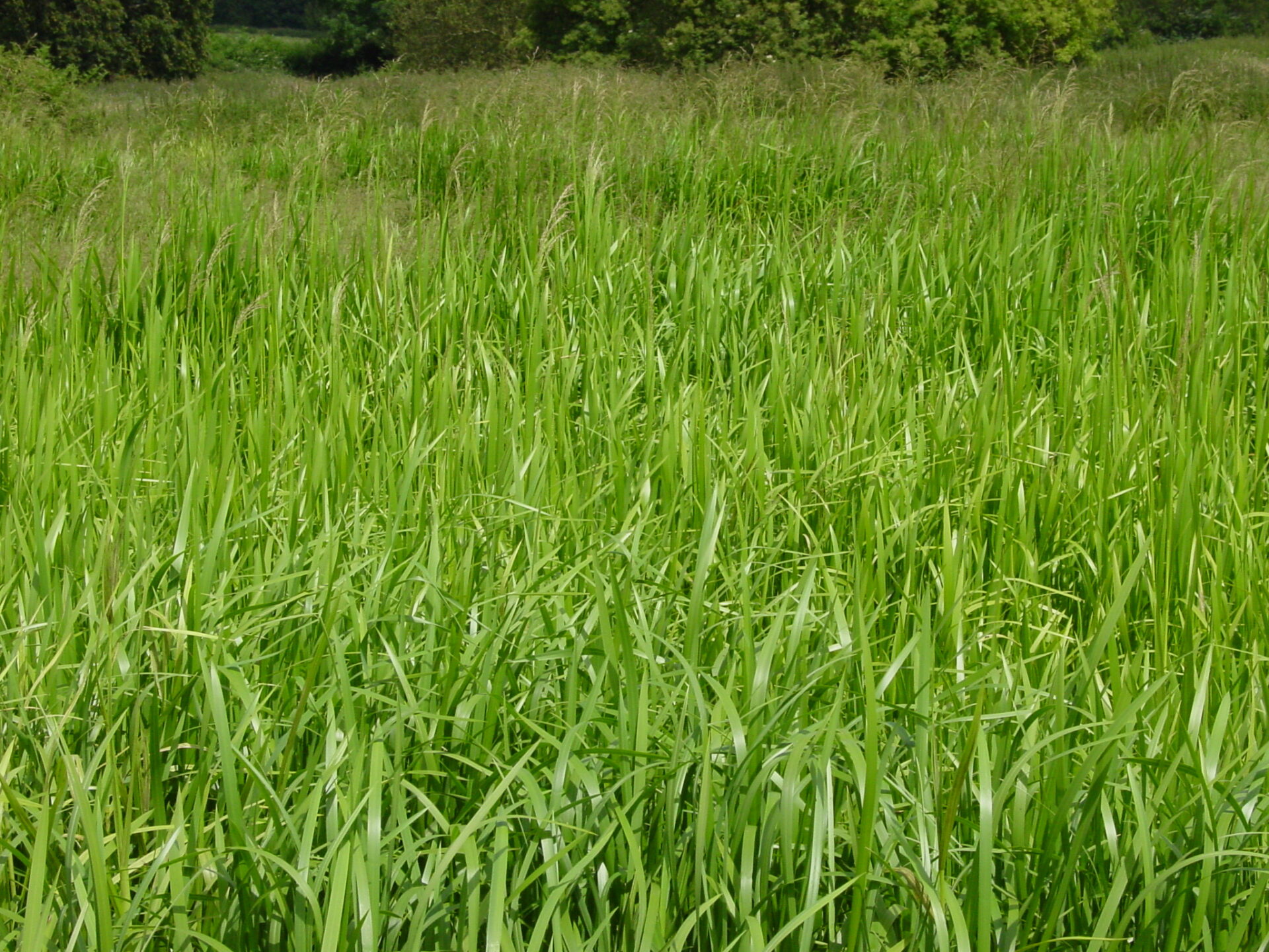 Glyceria-maxima-reed-sweet-grass