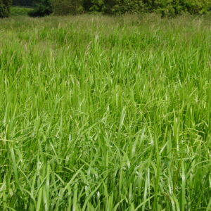 Glyceria-maxima-reed-sweet-grass