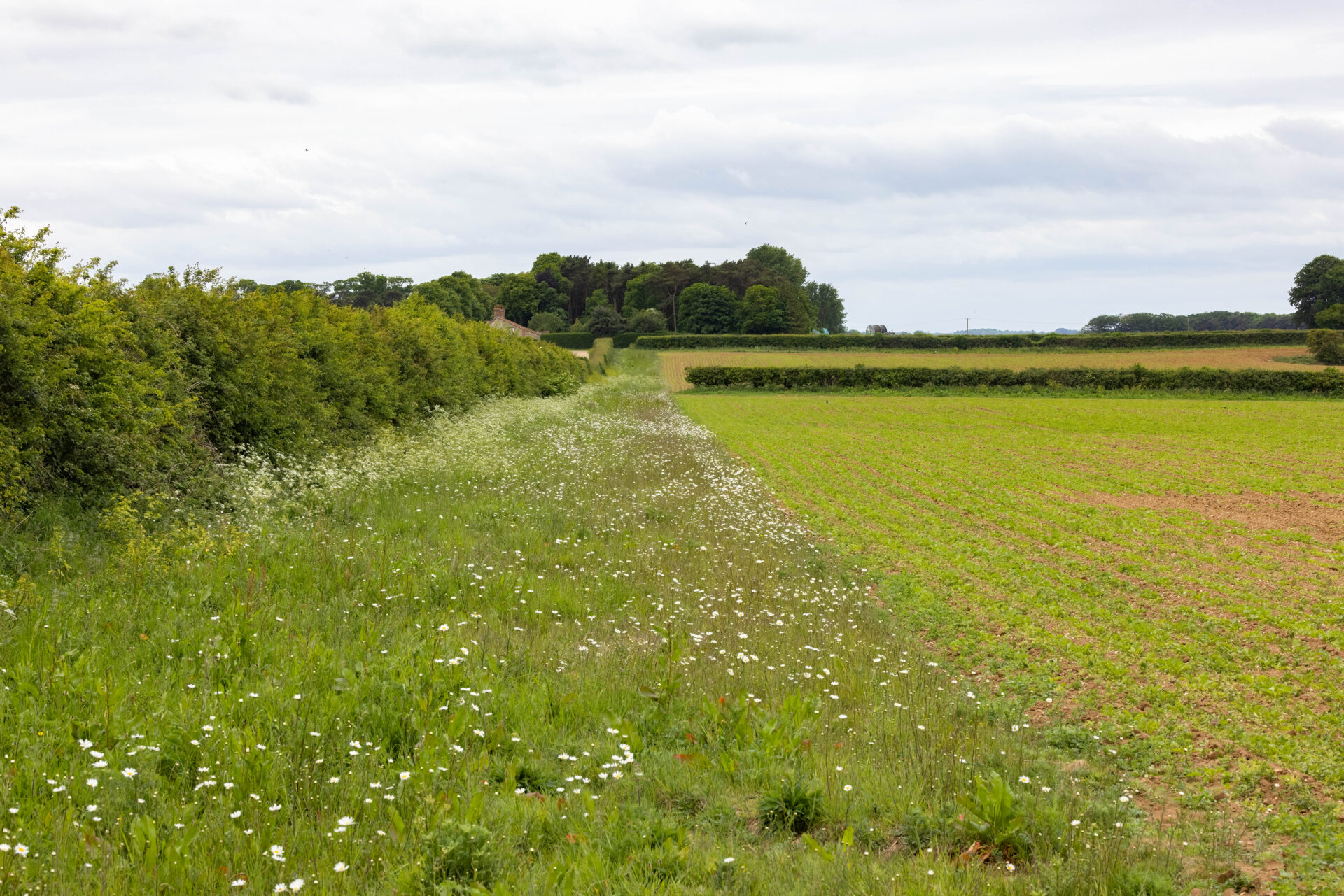 Wild flower Field Margin and Hedgerow. An example of how an agricultural field can be managed to allow wildlife to thrive alongside farming.