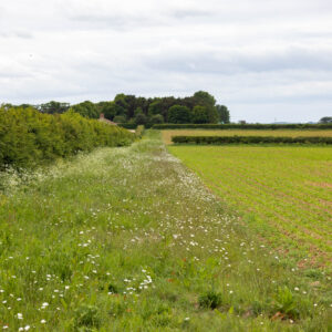 Wild flower Field Margin and Hedgerow. An example of how an agricultural field can be managed to allow wildlife to thrive alongside farming.