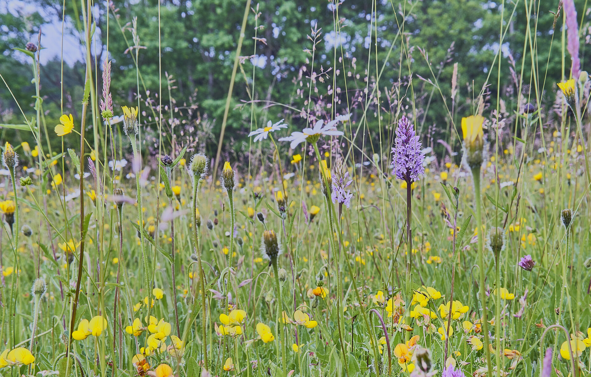 Neutral unimproved wild flower meadow in the Sussex High Weald