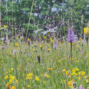 Neutral unimproved wild flower meadow in the Sussex High Weald