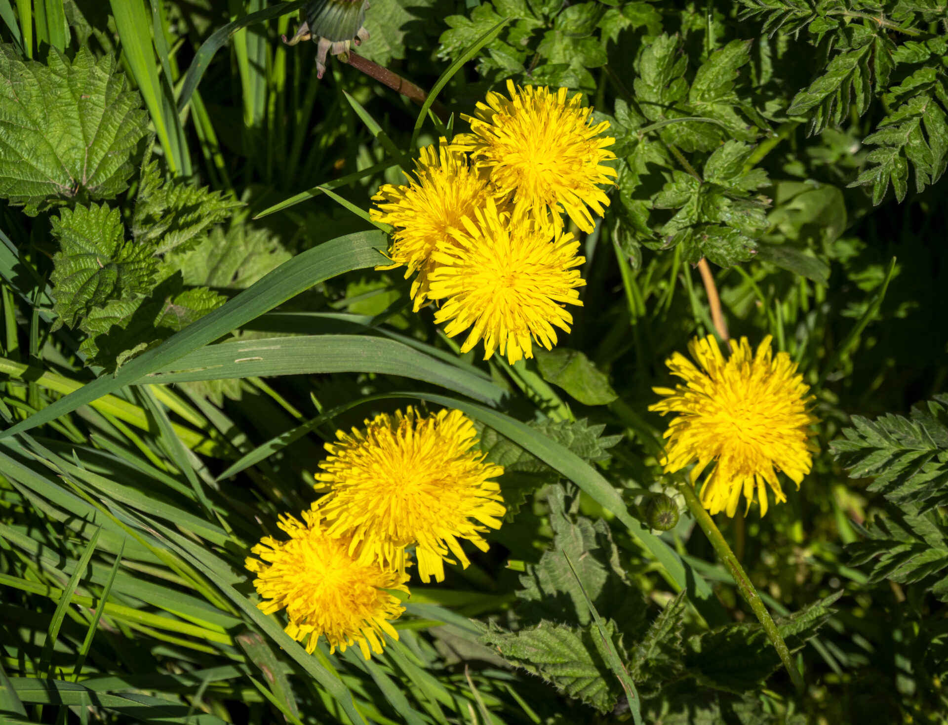 Cats-ear (Hypochaeris radicata) in Springtime