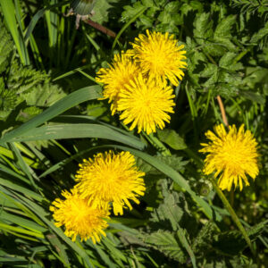 Cats-ear (Hypochaeris radicata) in Springtime