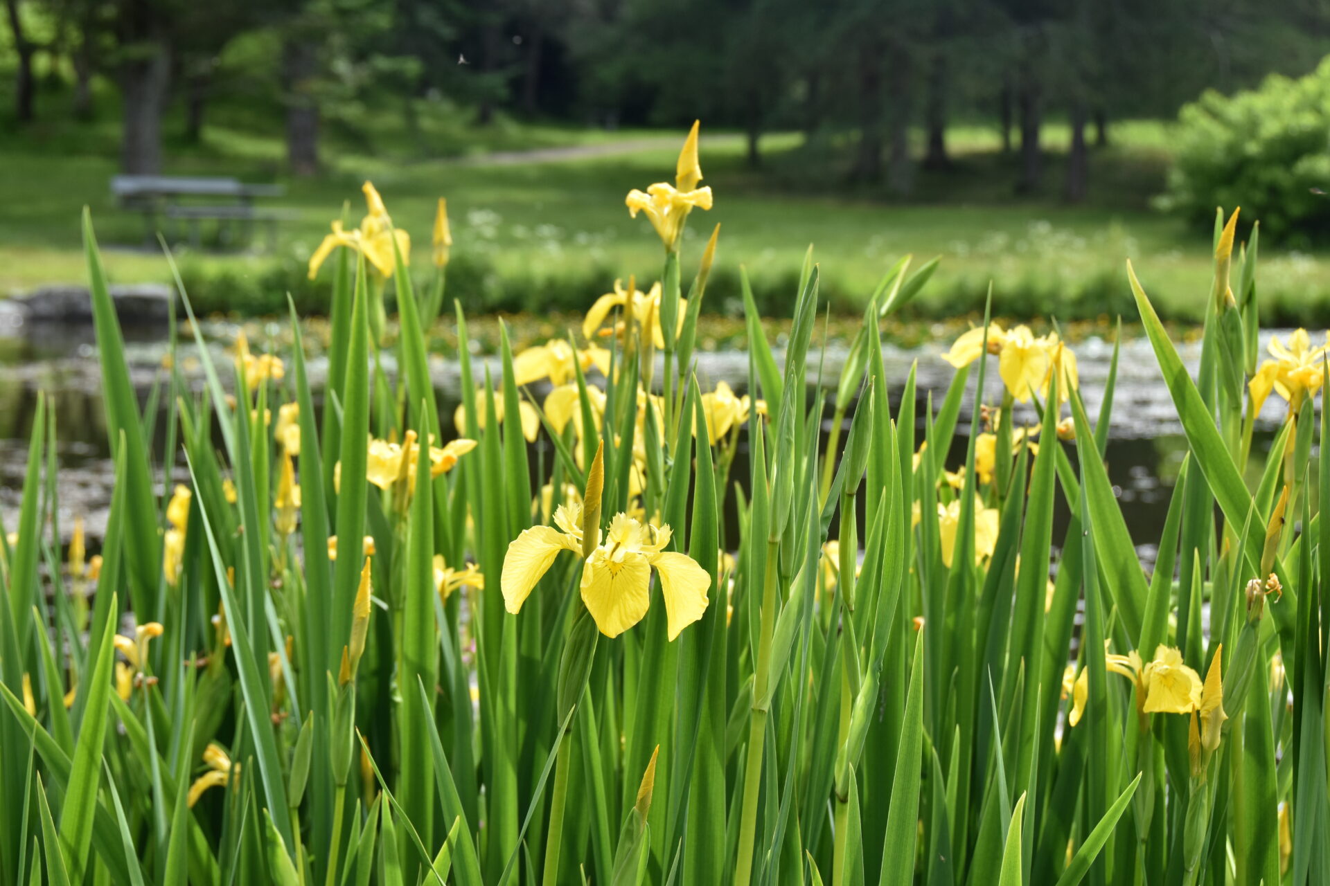 Iris pseudacorus