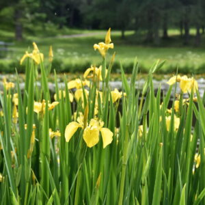 Iris pseudacorus