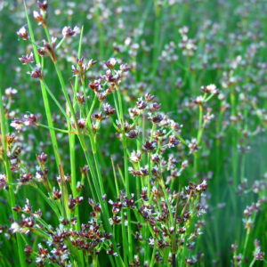 Juncus-articulatus-jointed-rush