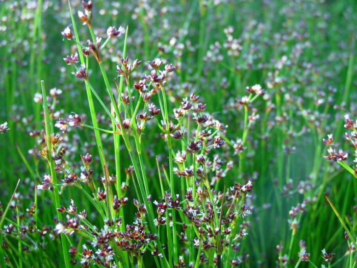 Juncus-articulatus-jointed-rush