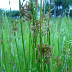 Juncus-effusus-soft-rush