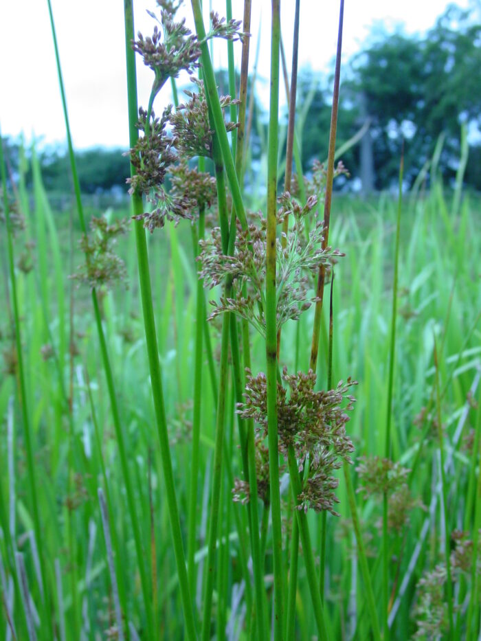 Juncus-effusus-soft-rush