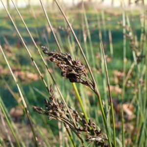 Juncus-inflexus-hard-rush