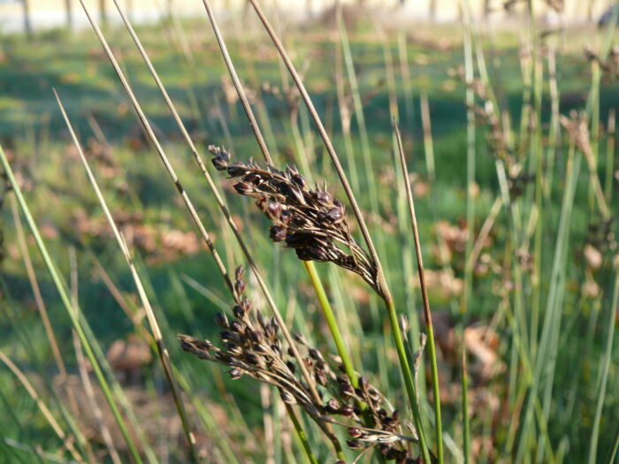 Juncus-inflexus-hard-rush