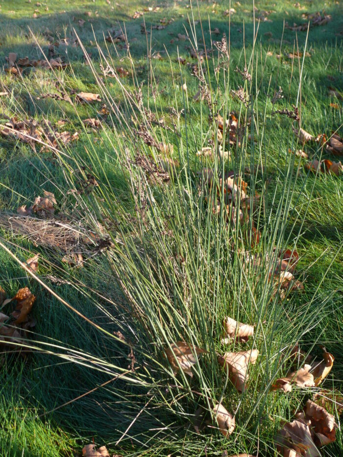 Juncus-inflexus-hard-rush