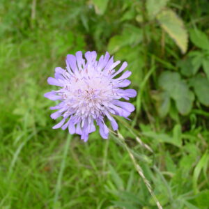 Knautia-arvensis-field-scabious