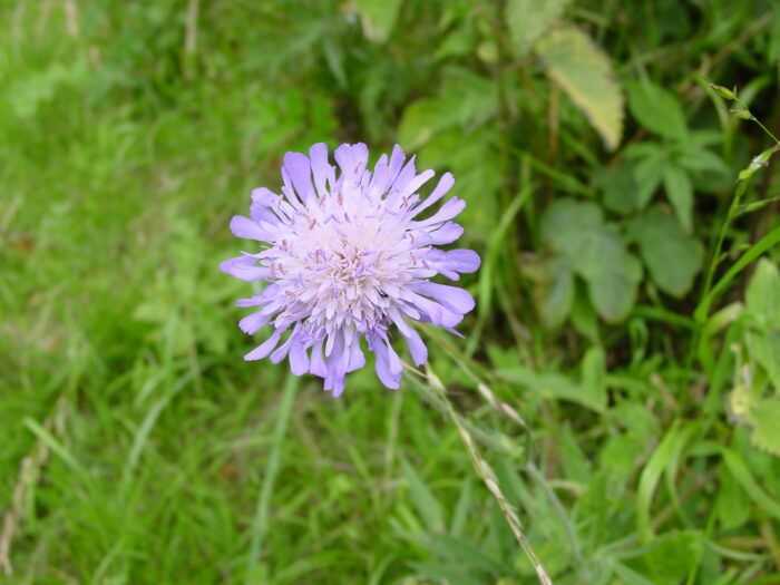 Knautia-arvensis-field-scabious